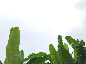 Low angle view of leaves against sky