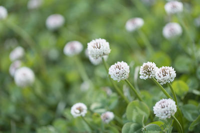 Close-up of white flowering plants