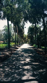 Narrow road along trees