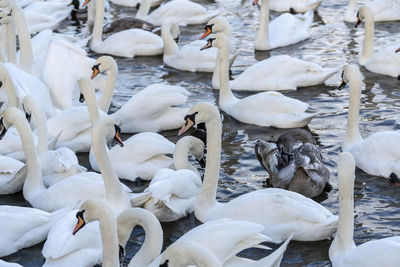 Swans at the swan sanctuary on the bank of the river severn in worcester, uk