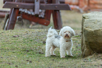 Portrait of dogs on field