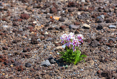 The heart of flowers on the slope of a volcano