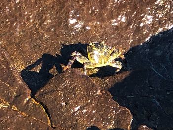 High angle view of rocks on rock