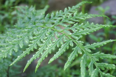 Close-up of water drops on pine leaves