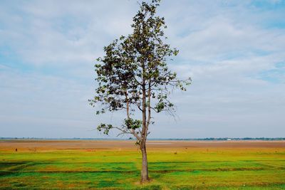 Tree on field against sky