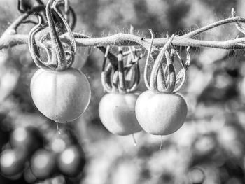 Close-up of christmas decorations