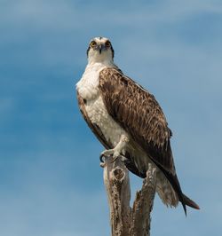 Close-up of owl perching against sky