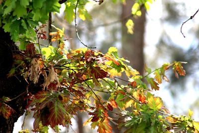 Close-up of plants during autumn