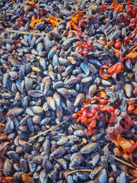 High angle view of fish in water