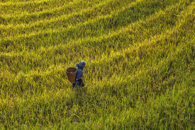 Rear view of man working on rice field