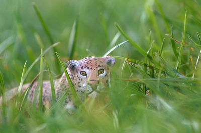 Portrait of a rabbit in a field