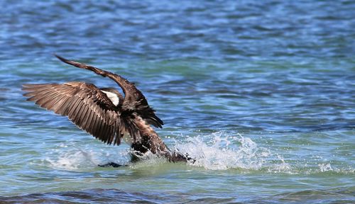 Bird landing in sea