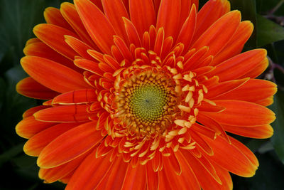 Close-up of orange flower