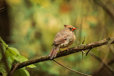 Female cardinal perched on a branch