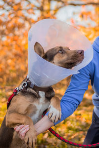 Side view of dog on field in procetive collar