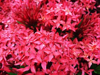 Close-up of pink flowering plants