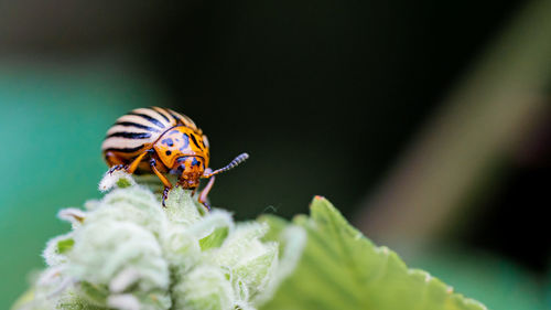 Close-up of insect on plant