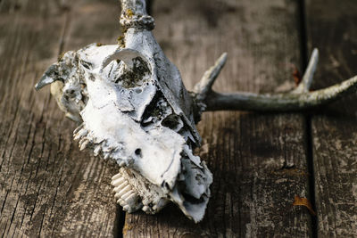 Close-up of animal skull