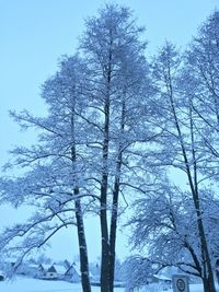 Low angle view of bare trees against sky