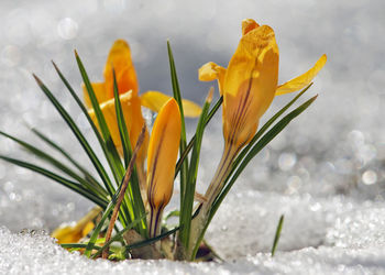 Close-up of yellow crocus plant