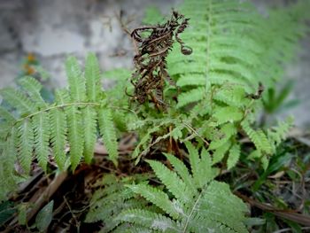 Close-up of caterpillar on plant