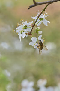 Close-up of insect on white flowering plant