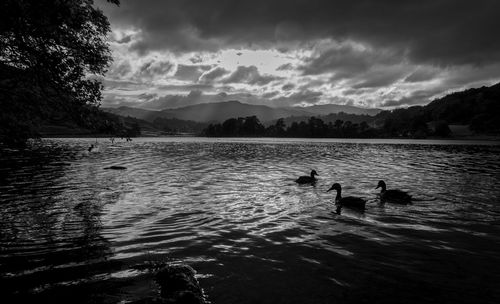 Swans swimming in lake against sky