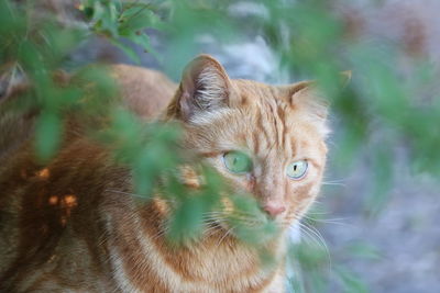 Close-up portrait of a cat looking away