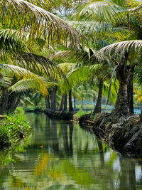 Palm trees by lake