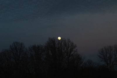 Bare trees against moon at night