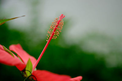 Close-up of red flower