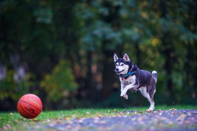 Dog with ball on grass