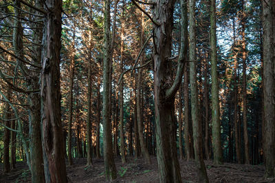 View of trees in forest