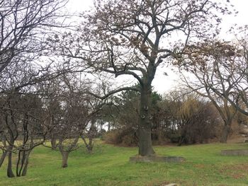 Trees on landscape against sky