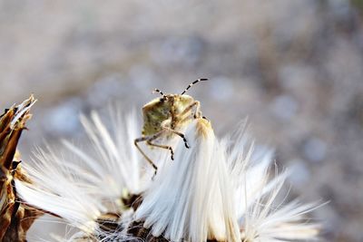 Close-up of insect on flower