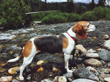 Dog by river against trees