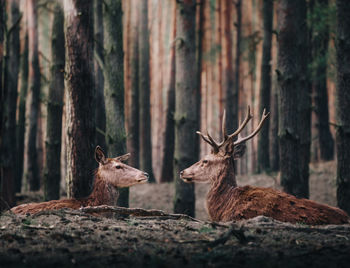 Deer in front of each other at forest