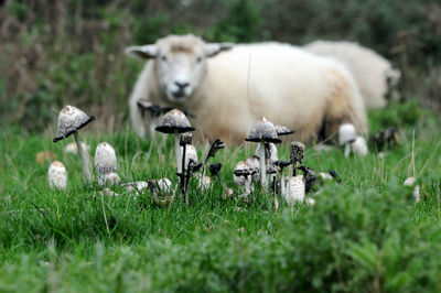 Sheep in a field