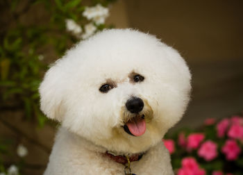 Close-up portrait of white dog standing outdoors