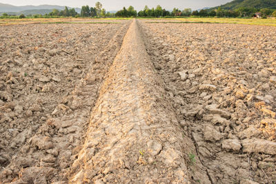 View of crop in field