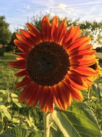 Close-up of sunflower blooming on field against sky