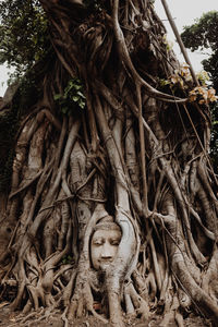 Close-up of cross on tree trunk