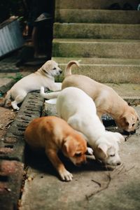 View of a dog sleeping