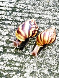 Close-up of snail