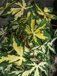 Close-up of plant