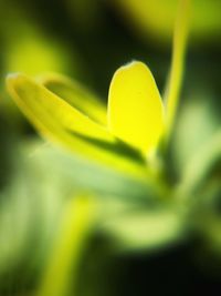 Close-up of yellow plant