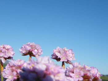 Low angle view of pink flowers against clear sky