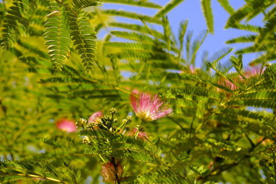 Close-up of pink flowering plant