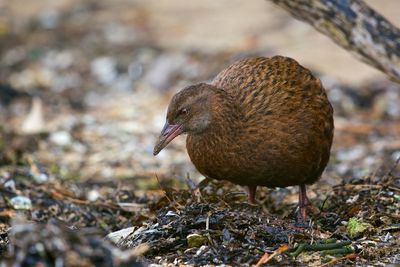 Close-up of a bird on field