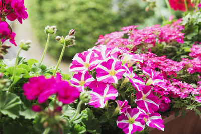 Close-up of pink flowering plants